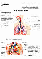 Дыхание. Органы дыхания - плакат