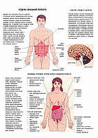 Пищеварение. Отделы брюшной полости - постер