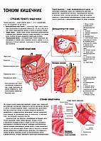 Тонкий кишечник. Строение тонкого кишечника - плакат