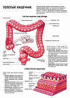 Толстый кишечник (вид спереди) - постер