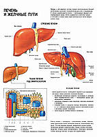 Печень и желчные пути. Строение печени - плакат