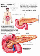 Поджелудочная железа - постер