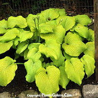 Хоста Пьедмонт голд, Hosta piedmont gold