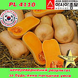 Гарбуз надрожайний, тип Батернат, PL 4110 F1 (500 насіння, проф.пакет), Південна Корея, ТМ Asia Seed, фото 2