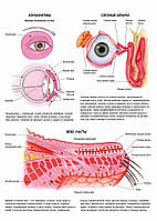 Глаз и органы зрения. Конъюнктива. Слезный аппарат - постер