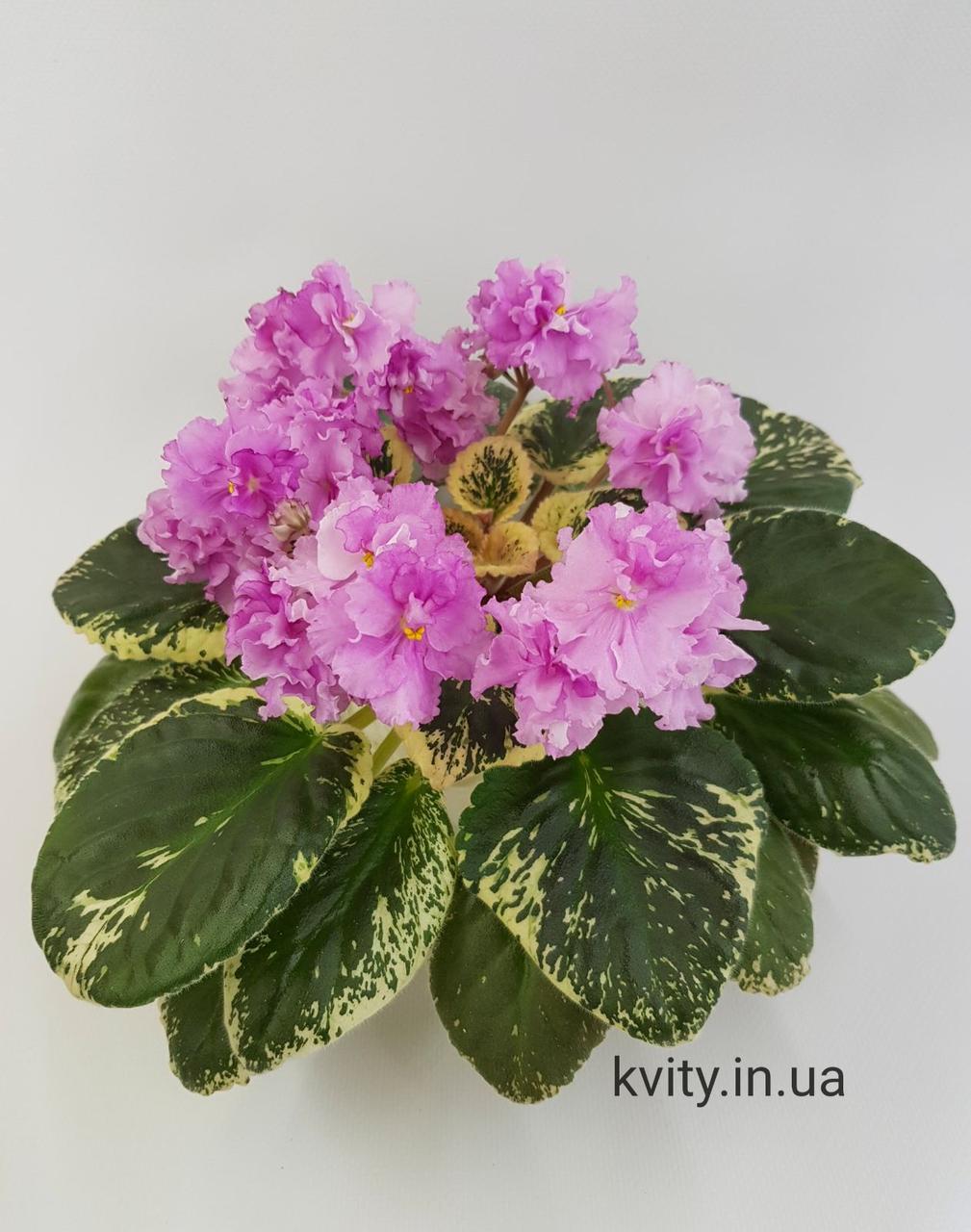 Фиалка Apache Primrose вкорінений лист