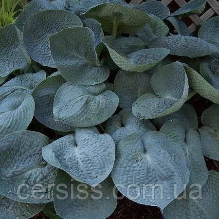 Хоста Лав пет, Hosta Love Pat