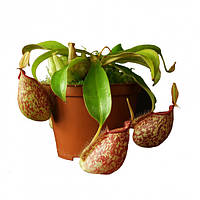 Растение хищник Непентес Хукериана AlienPlants Nepenthes Hookeriana Plants