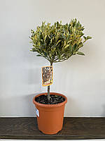 Цитрус каламондин Rovinsky Garden Citrus Calamindino Variegato, высота 50-70см, объем горшке 5л