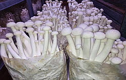 Грибний блок Шімеджі (HYPSIZYGUS MARMOREUS) Буковий гриб
