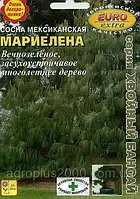 Насіння Сосна мексиканська Марієлена 0,1 грама Аеліта