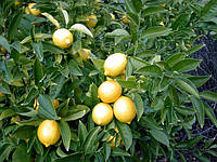 Лимон Мейєра (Citrus × meyeri) Кімнатний
