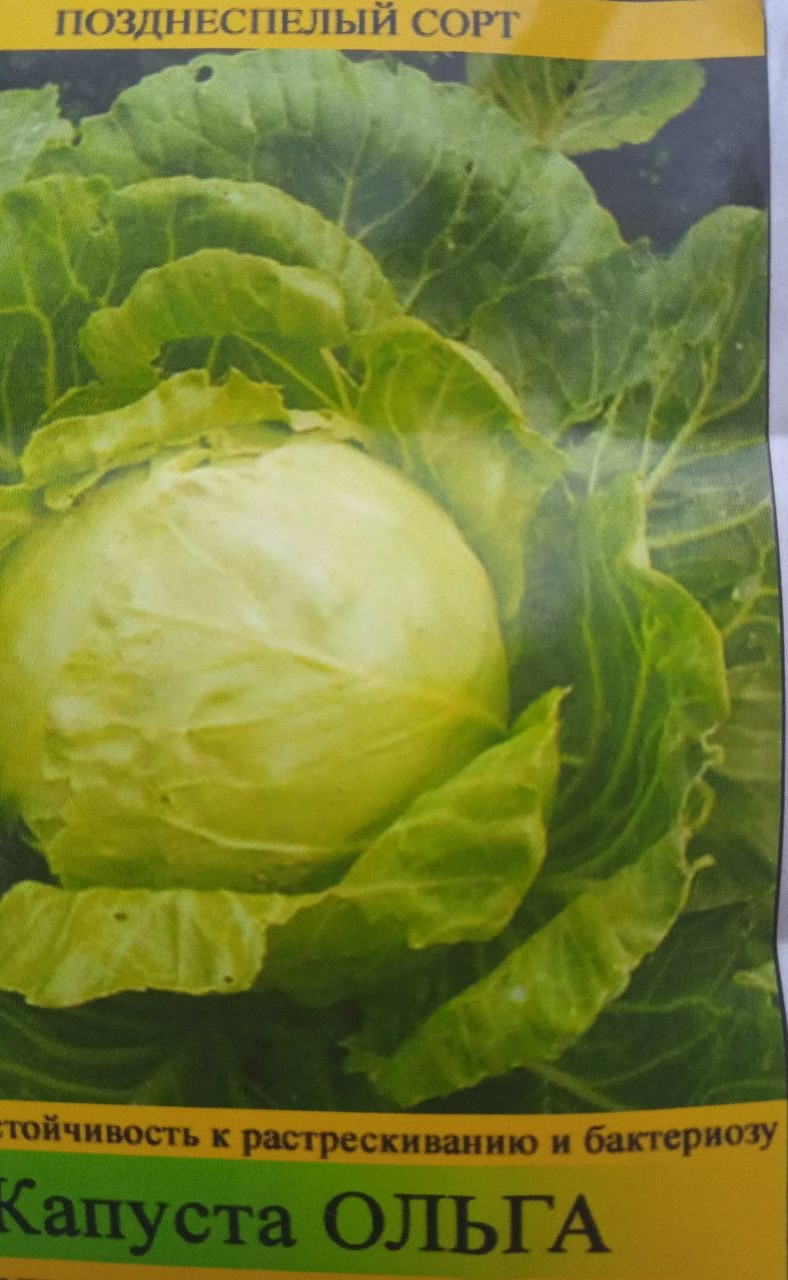 Насіння пізньої капусти Ольга 10 грамів, фото 1