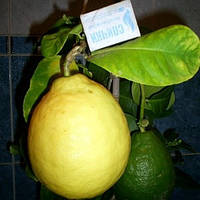Лимон Пандероза (C.limon Ponderosa) до 20 см.Комнатний укоренений