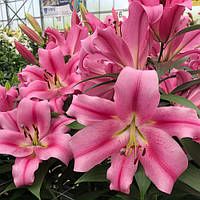 Цибулини ЛІЛІЇ з гігантською квіткою Provecho (1 шт.)