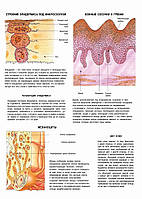 Строение эпидермиса. Кожные сосочки и гребни - плакат