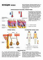 Функции кожи - постер
