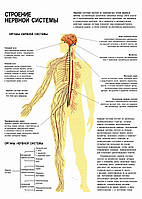 Строение нервной системы - плакат
