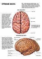 Строение мозга. Мозг (вид сверху). Наружный слой мозга - плакат