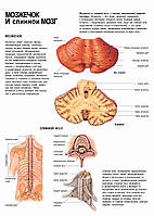Мозжечок и спинной мозг - постер