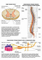 Отдел спинного мозга. Схематическое строение - постер