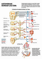 Автономная нервная система - плакат