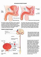 Механизм мочеиспускания. Рефлекс мочеиспускания - постер