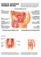 Мужские наружные половые органы - плакат