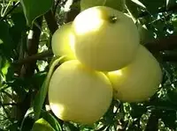 Саджанці яблуні БІЛИЙ НАЛИВ літнього терміну дозрівання (дворічний)
