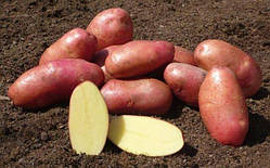 Картопля РЕД ЛЕДІ червона