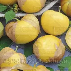 Насіння Фізаліс Лакомка 0,2 грама Аеліта