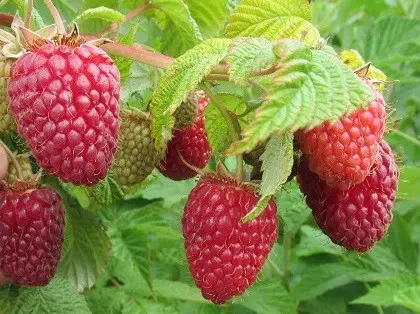 Саджанці малини Нижчегородець ремонтантний сорт