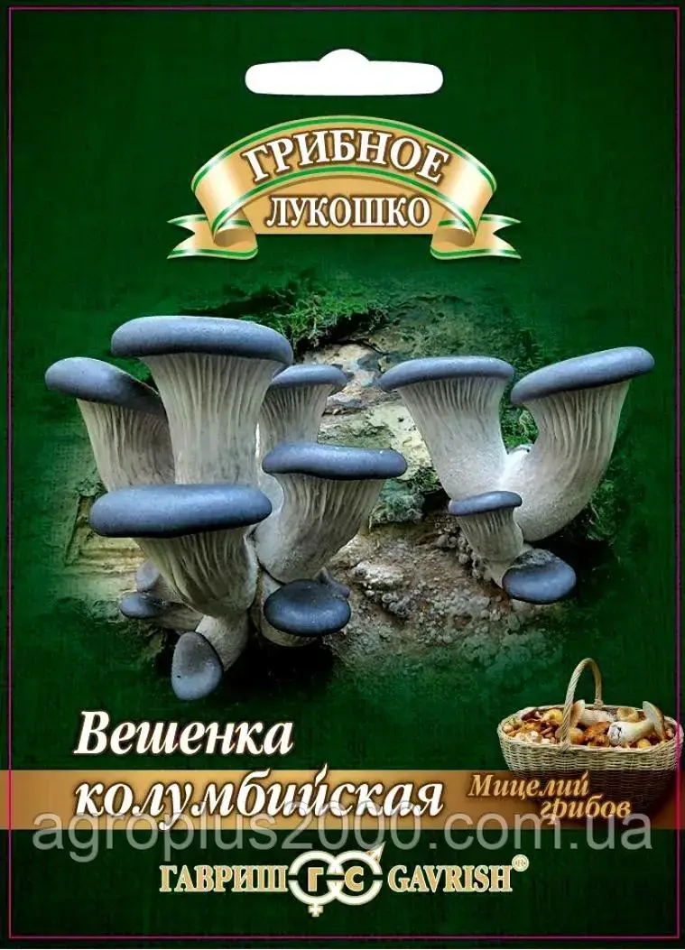 Міцелій грибів Глива (вешенка) колумбійська 12 штук Гавриш