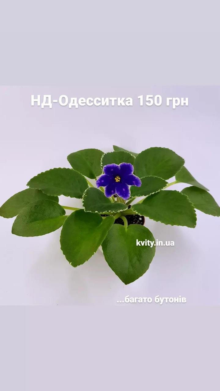 Фіалка НД-Одеситка розетка