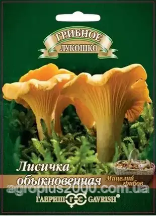 Міцеля грибів Лисичка звичайна 12 штук Гавріш, фото 1