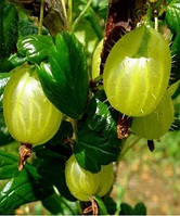 Саженці крижака ЗЕЛЕНИЙ ДОЖЬ