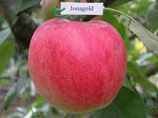 Яблуня Джонаголд