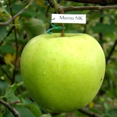 Яблуня Мутса