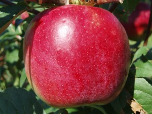 Яблуня Прима