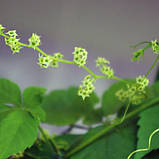 Гіностема п`ятилисткова лікувальна рослина Gynostemma pentaphyllum, фото 5
