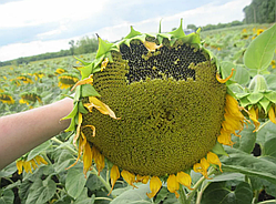Насіння соняшника Каскара Екстра (Гранстар)