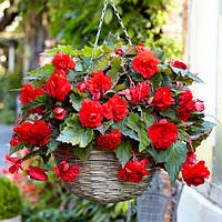 Бульби БЕГОНІЯ ампельна з гігантськими квітками Червона (1 шт.)