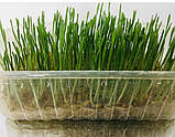 Насіння пшениці для мікрозелені, мікрогрін, фото 2