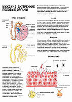 Мужские внутренние половые органы - плакат