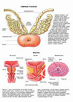 Семенные пузырьки. Простата - плакат