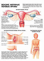 Женские наружные половые органы - плакат