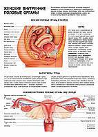 Женские внутренние половые органы - постер