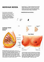 Молочна залоза – плакат