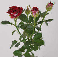 Роза спрей бордюрная Руби Стар класс АА премиум