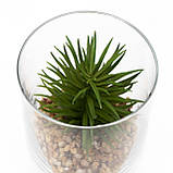 Сукулент в скляній вазі, штучна рослина 12 см, зелена (190713), фото 3